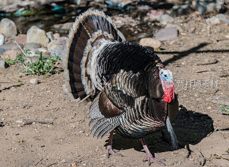 野火鸡(Meleagris gallopavo)是一种高地野禽，原产于北美，是现存的两种火鸡之一，也是火鸡目中最重的一种。男性显示。马德拉峡谷，亚利桑那州。圣丽塔山脉。